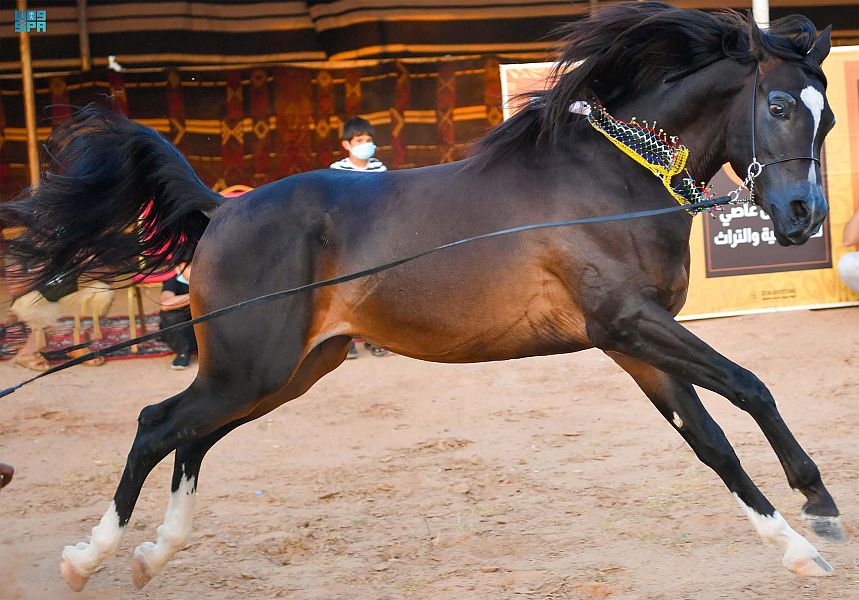 بالصور.. استعراض جمال الخيول في مركز "ابن عاصي" للفروسية بتبوك