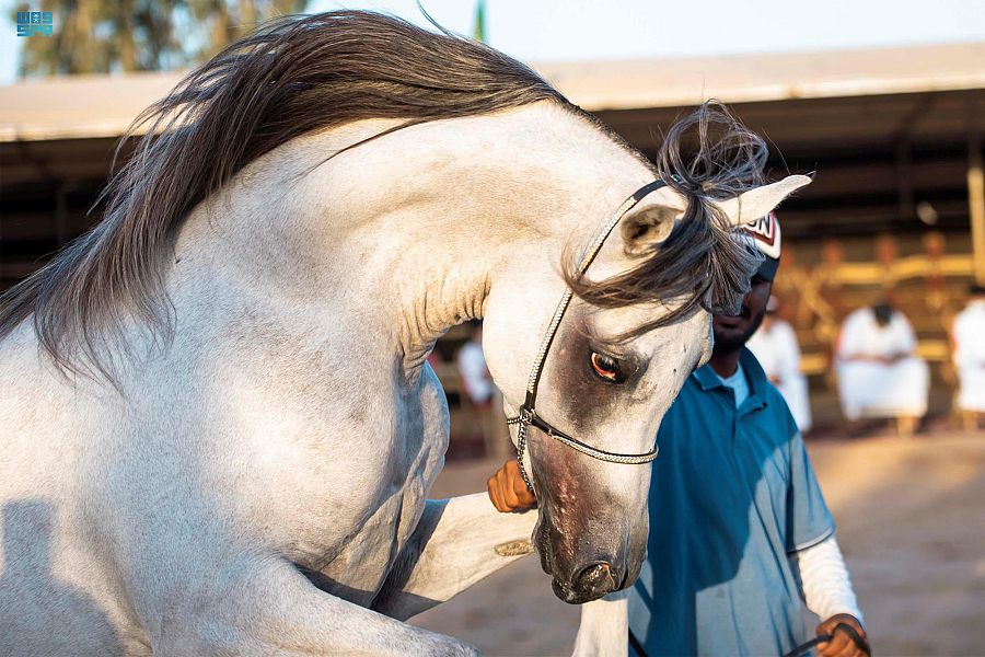بالصور.. استعراض جمال الخيول في مركز "ابن عاصي" للفروسية بتبوك